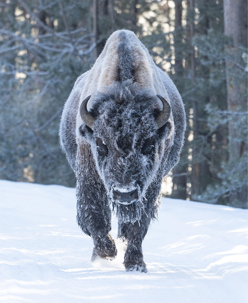Snow Bison by Jerry Wishner